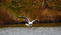 P4700808：飛ぶユリカモメ_R