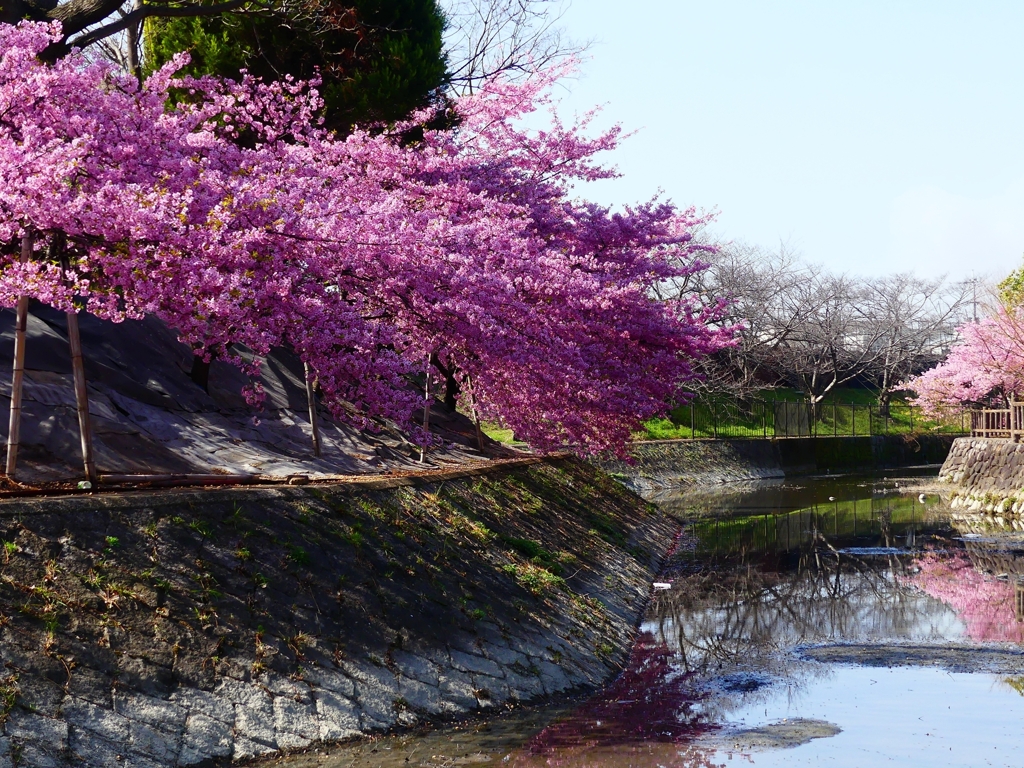 P3900828：河津桜_R