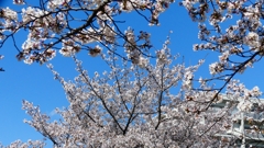 P1900313：ソメイヨシノ_R