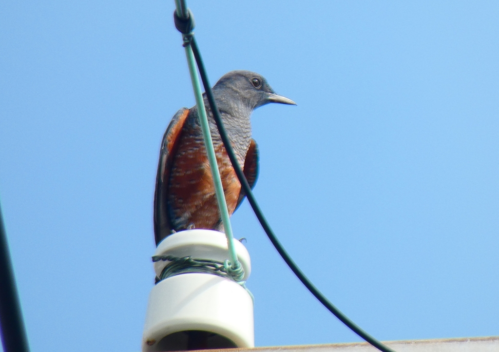 P1070394：イソヒヨドリ（オス）_R