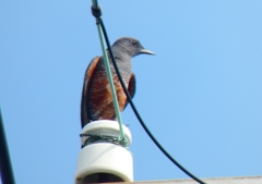 P1070394：イソヒヨドリ（オス）_R
