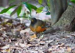 P1770797：オオアカハラ_R