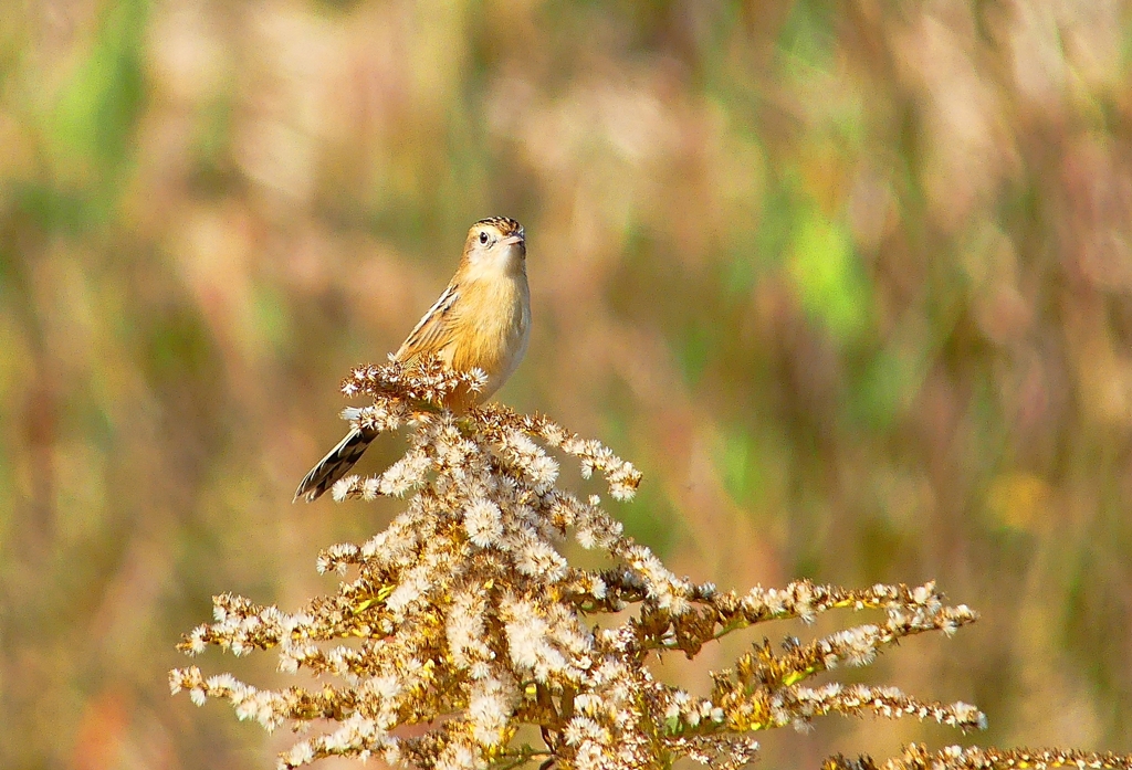 P4540603：ベニマシコ（メス）_R