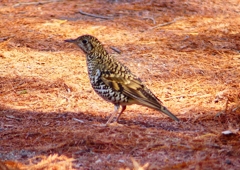 P1800748：トラツグミ_R
