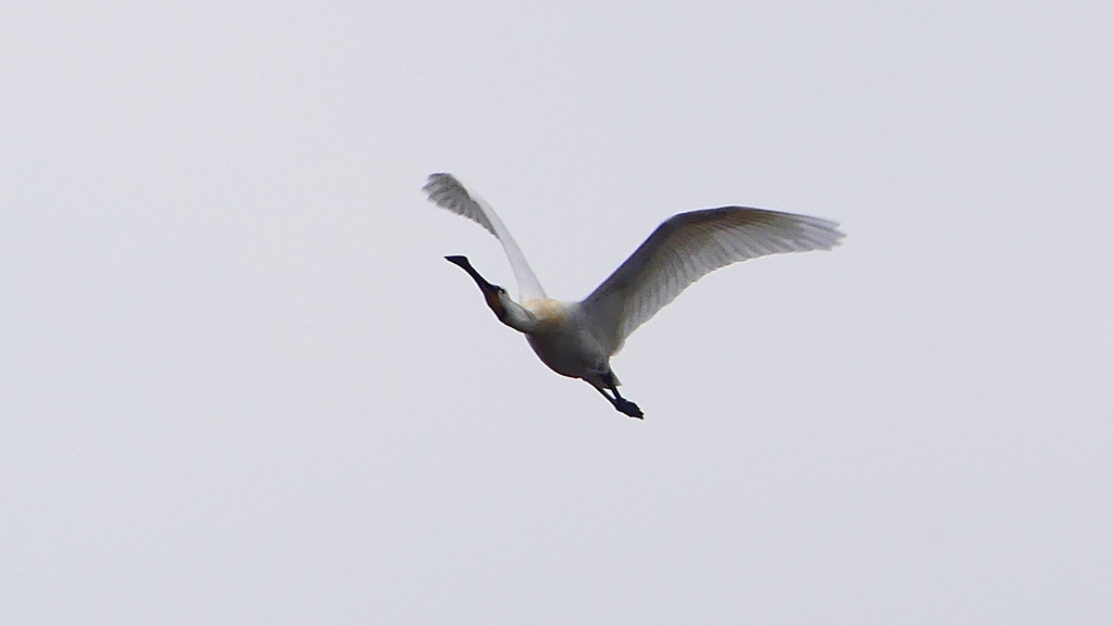 P1680250：飛ぶヘラサギ_R