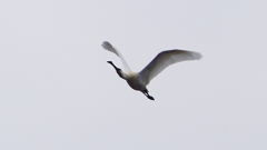 P1680250：飛ぶヘラサギ_R