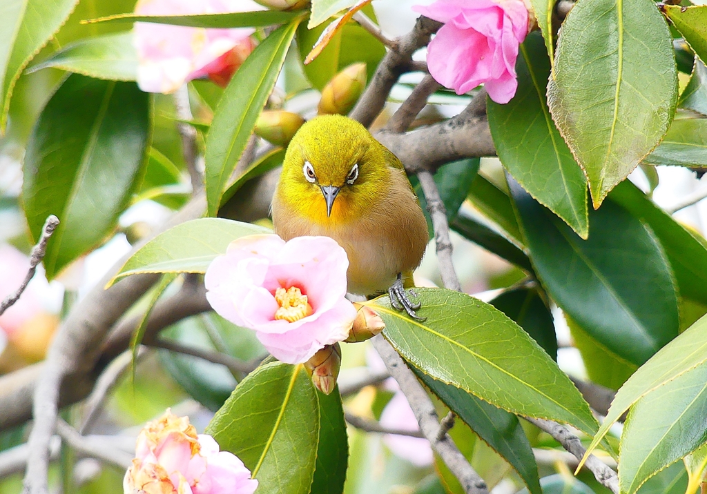 P4710005：メジロ_R