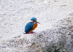 P1780336：カワセミ（オス）_R