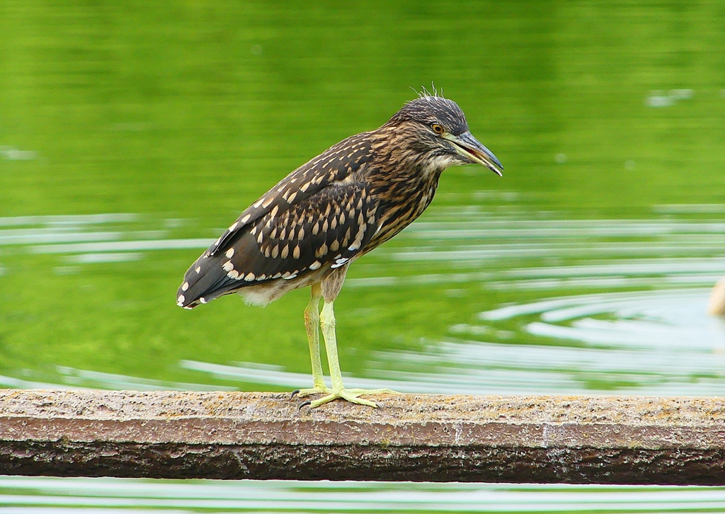 P1120730：ホシゴイ_R