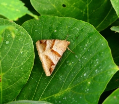 P4380531：オオウンモンクチバ_R