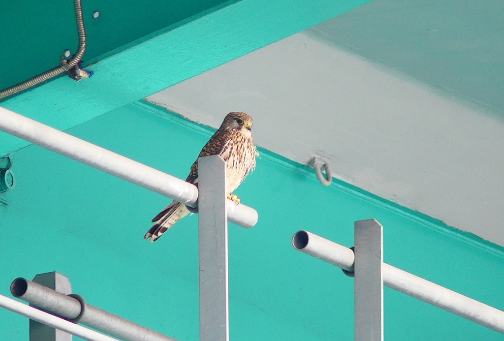 P4900191：チョウゲンボウ_R