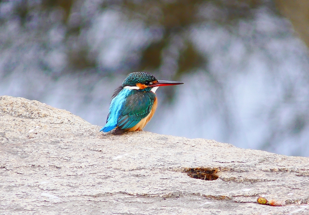 P4710286：カワセミ（メス）_R