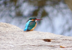 P4710286：カワセミ（メス）_R