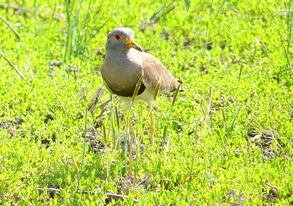 P2000338：ケリ_R