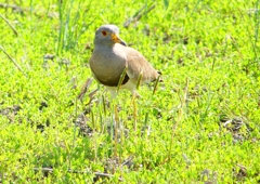 P2000338：ケリ_R