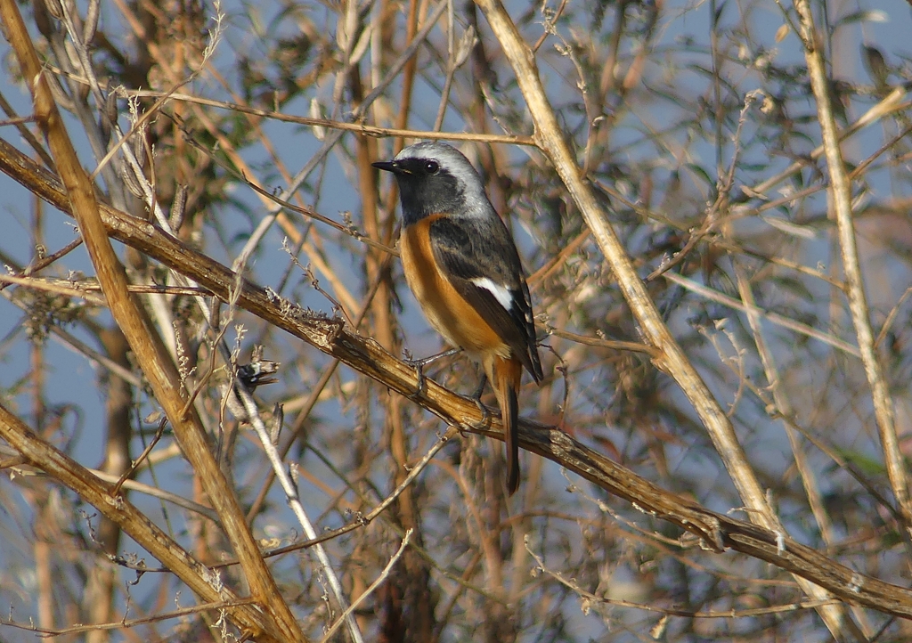 P1520391：ジョウビタキ（オス）_R