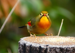 P1600208：ソウシチョウ_R