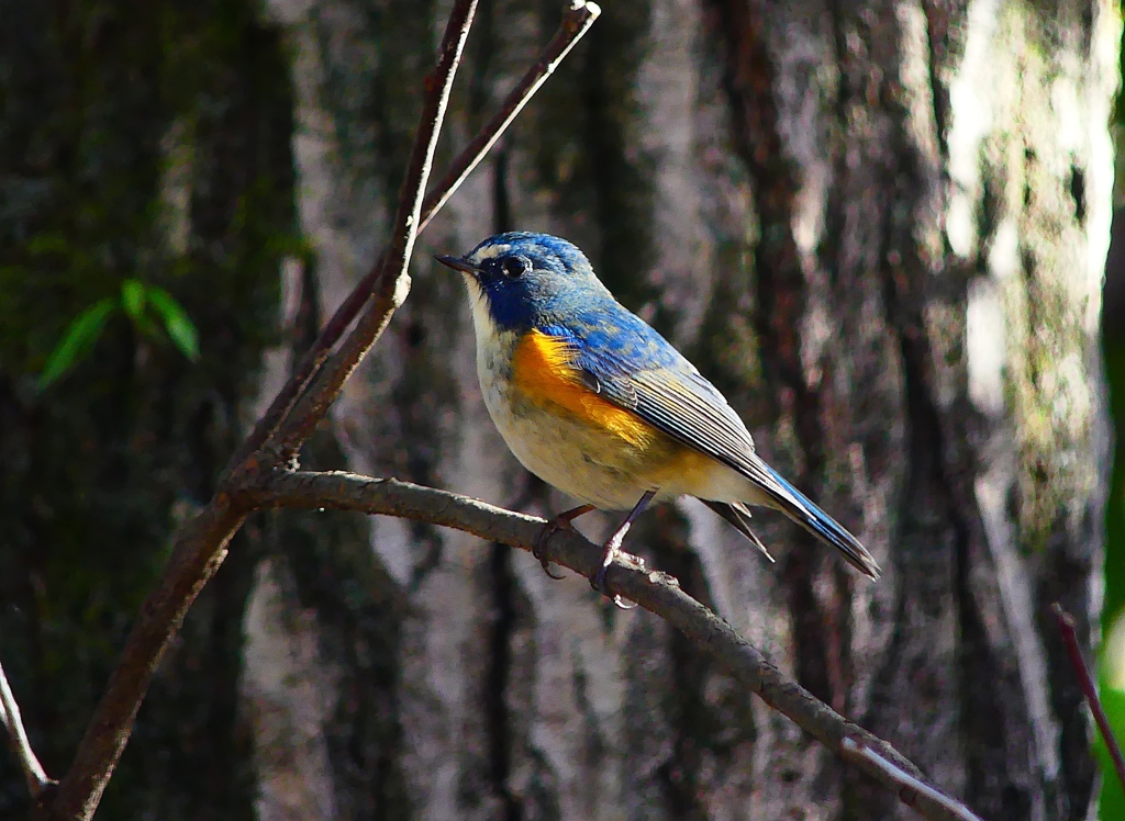 P3660774：ルリビタキ（オス）_R