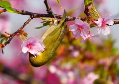 P1890617：河津桜にメジロ_R