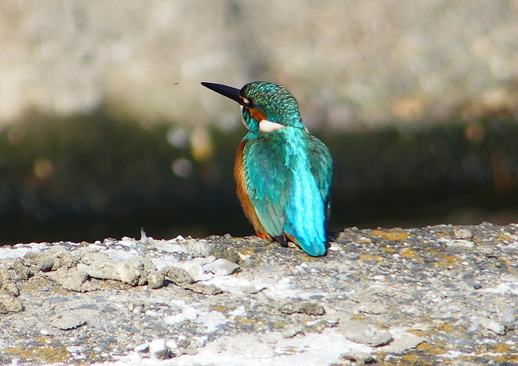 P1580742：カワセミ（オス）_R