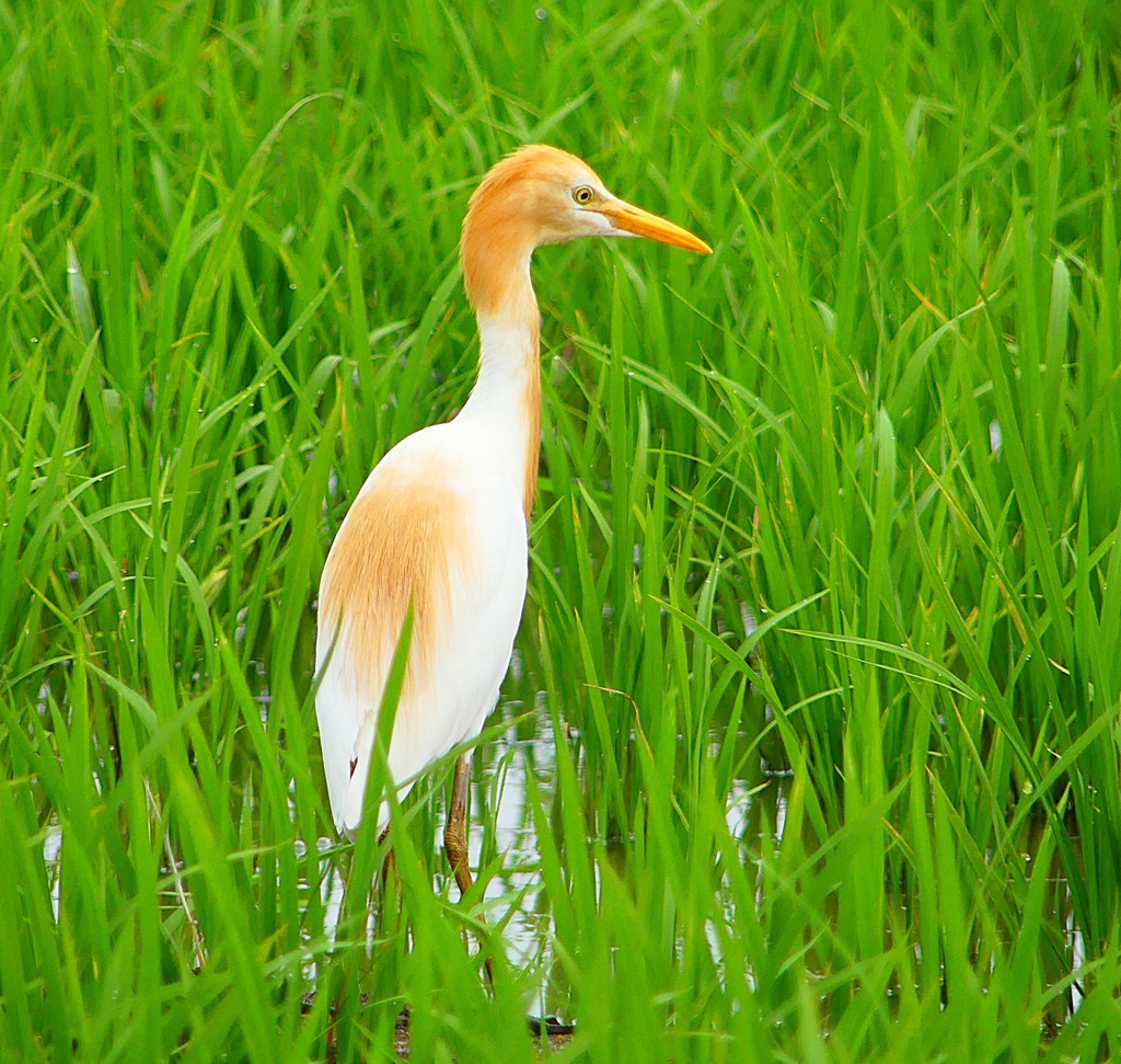 P1060440：アマサギ_R