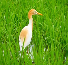 P1060440：アマサギ_R
