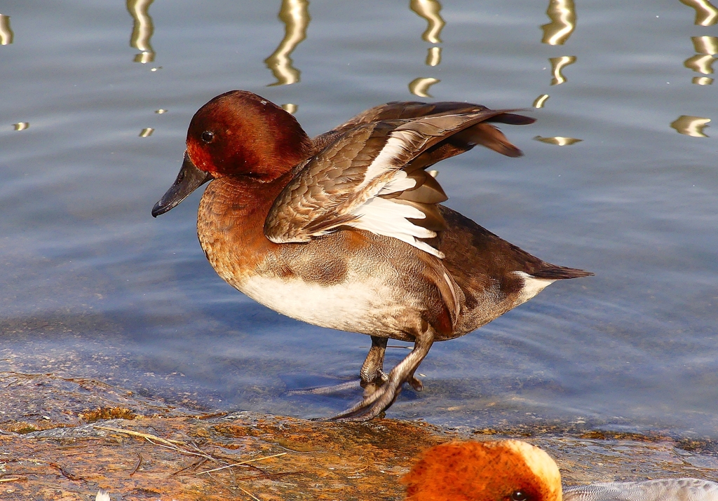 P4550144：ホシハジロ交雑種_R