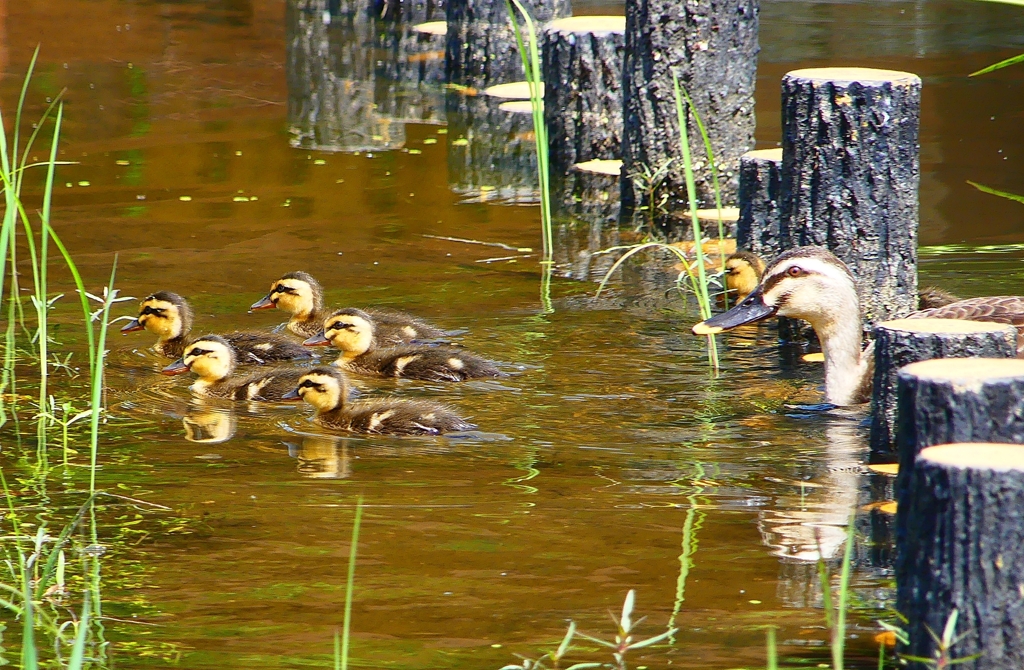 P1000611：カルガモ親子_R