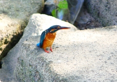 P1280576：カワセミ（メス）_R