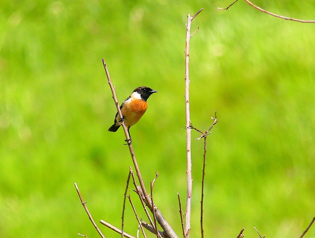 P4860057：夏羽ノビタキ（オス）_R