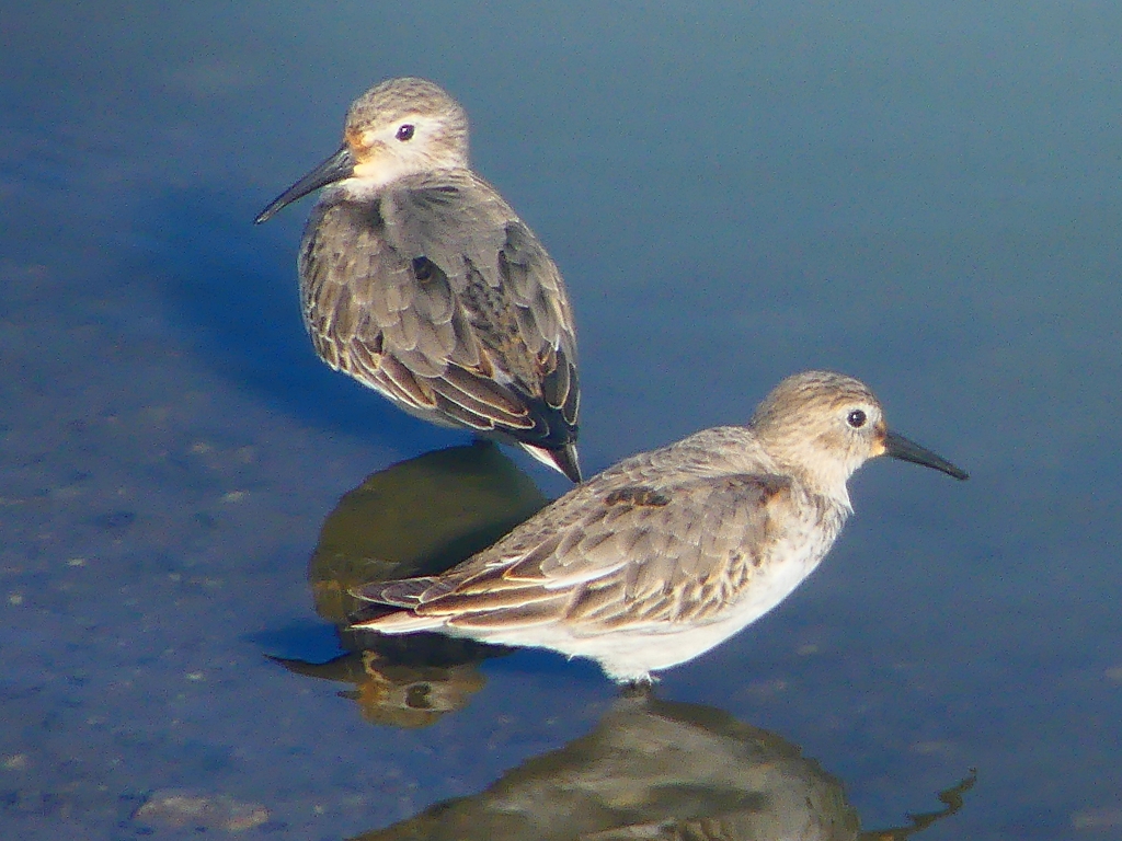 ハマシギP1440843：20241125-01