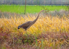 P1400587：ムラサキサギ_R