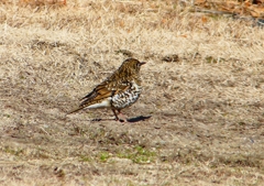 P1760307：トラツグミ_R