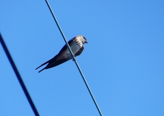 P1180473：コシアカツバメ_R