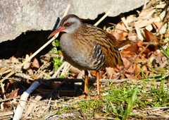 P1730142：クイナ_R