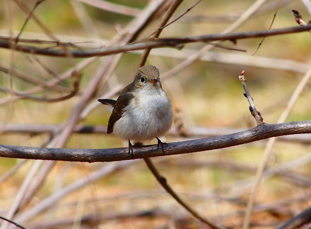 P4820686：ニシオジロビタキ_R