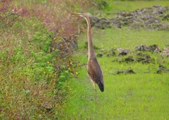 P1400897：ムラサキサギ_R