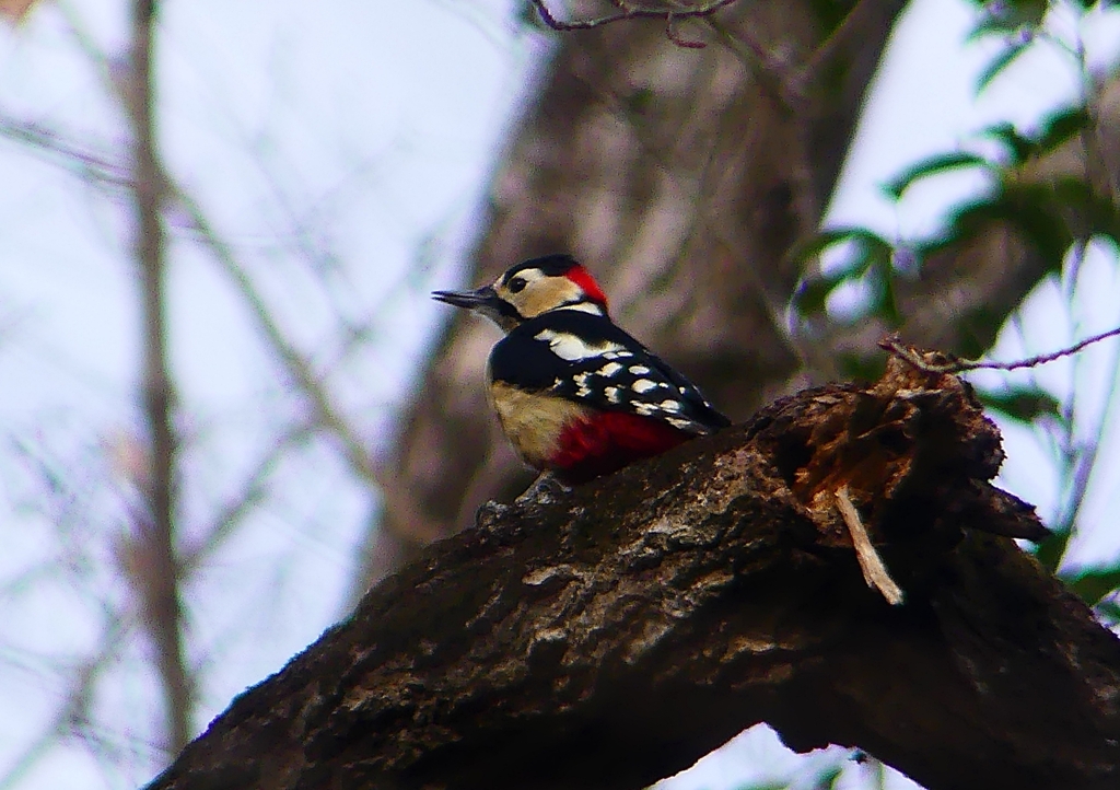 P1650077：アカゲラ（オス）_R