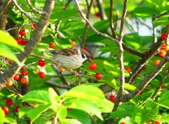 P4940581：スズメ_R