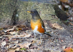 P1890207：オオアカハラ_R