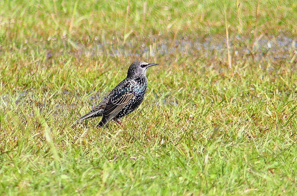 P4490757：ホシムクドリ_R