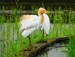 P1030102：アマサギ_R