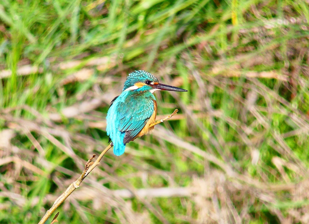 P4800562：カワセミ（オス）_R