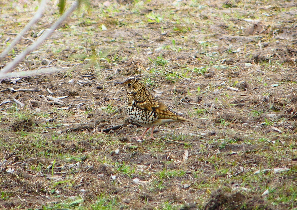 P1760100：トラツグミ_R