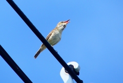 P4990702：オオヨシキリ_R