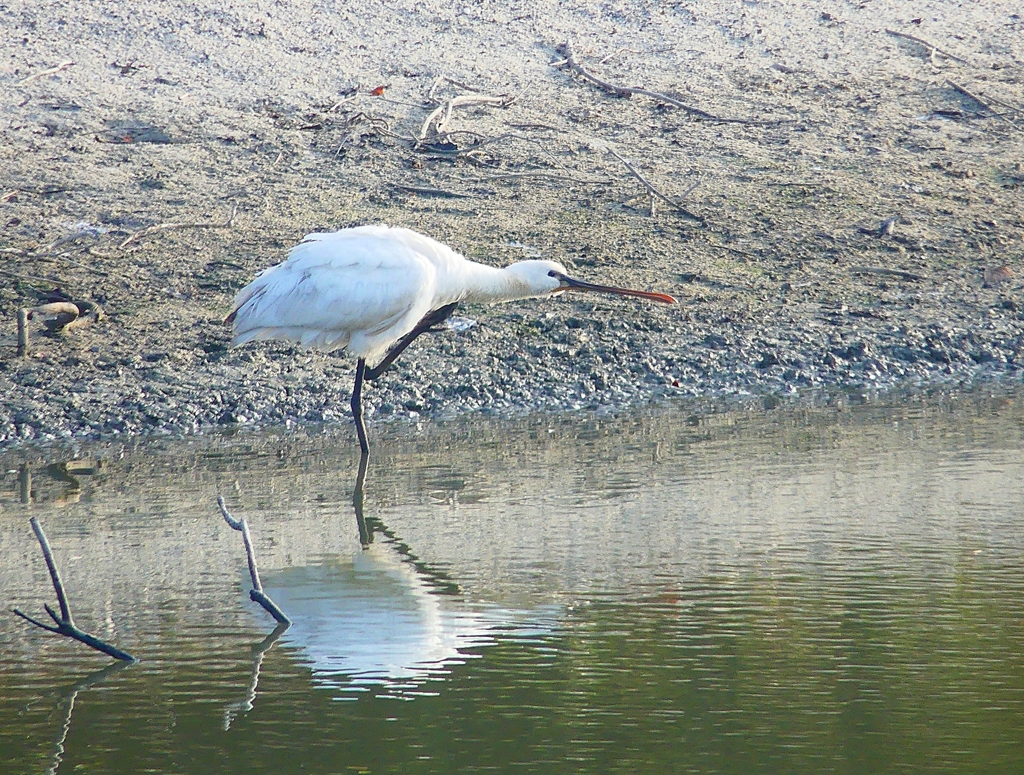 P4470025：ヘラサギ_R