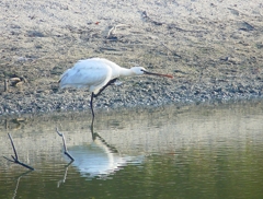 P4470025：ヘラサギ_R