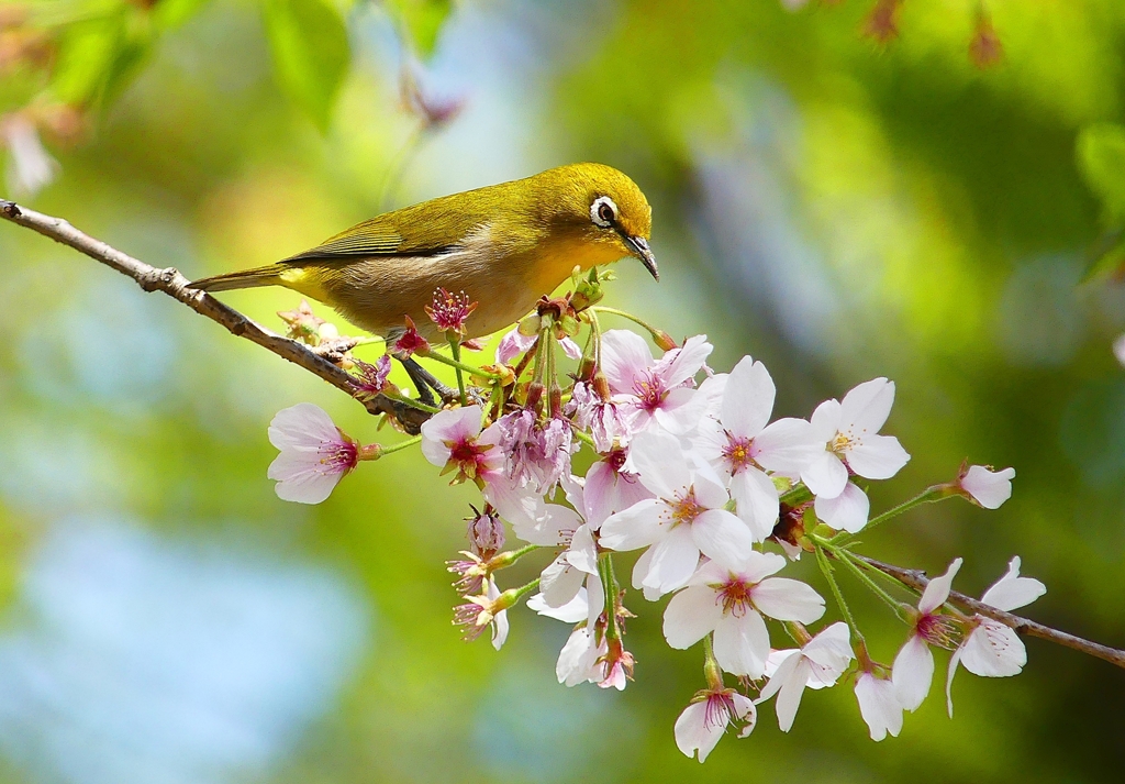 P4010270：メジロ_R