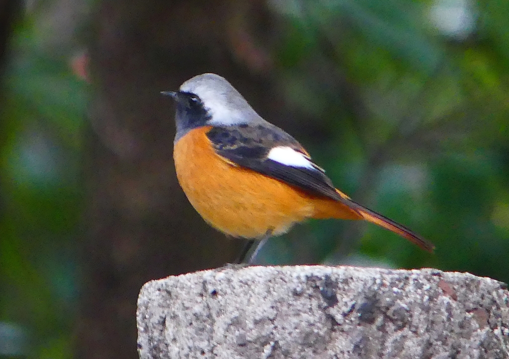 P1480026：ジョウビタキ（オス）_R