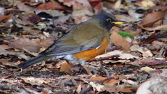 P1830471：オオアカハラ-19_R